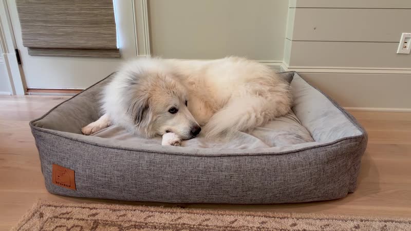 Still from my ATIFBOP Orthopedic Dog Bed, X-Large, Grey video